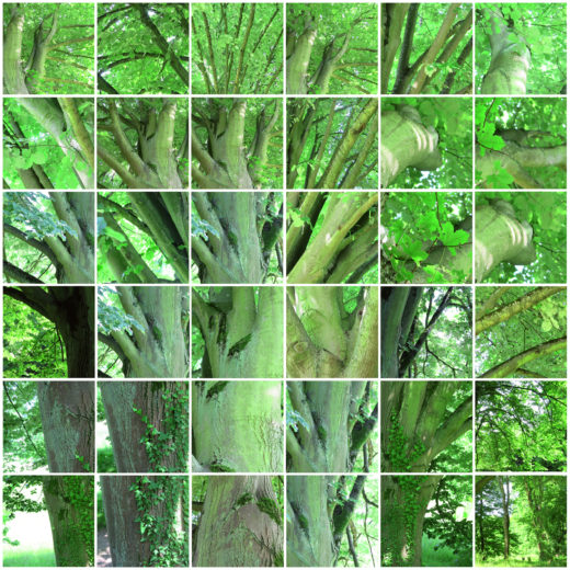 L'Arbre de Serge