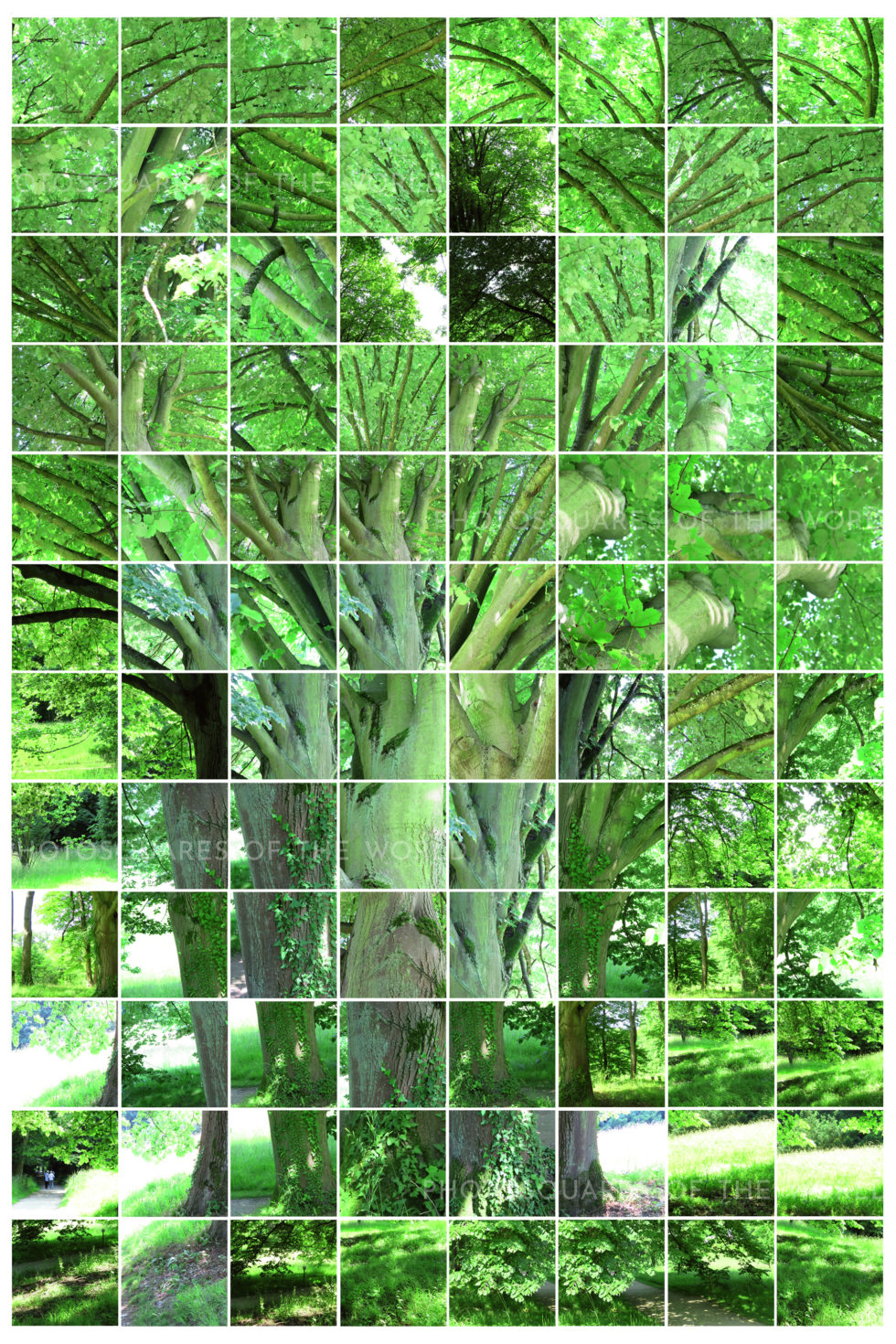 L'Arbre de Serge – Image 2