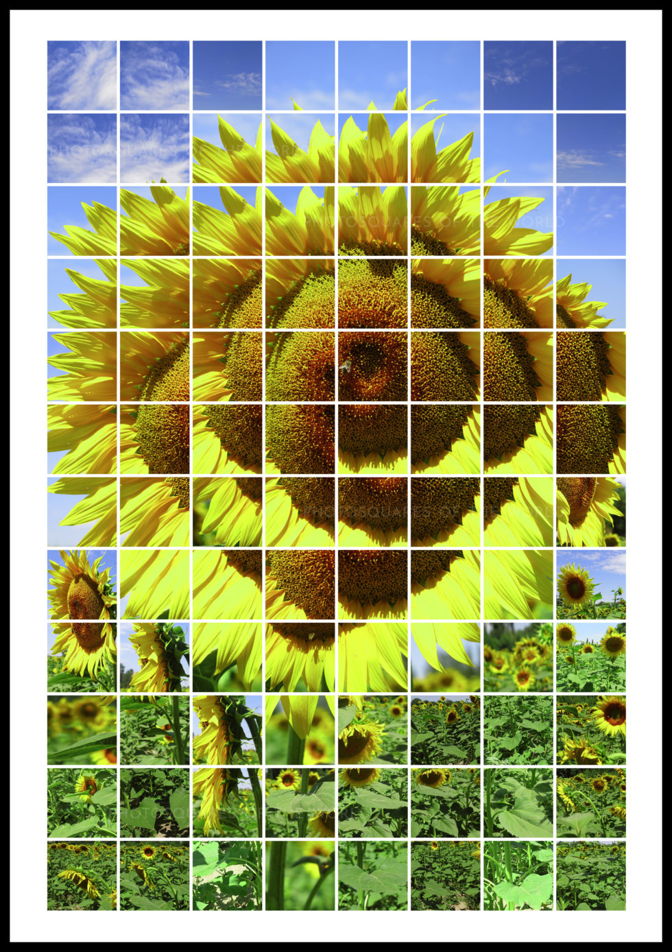 Tournesols – Image 3