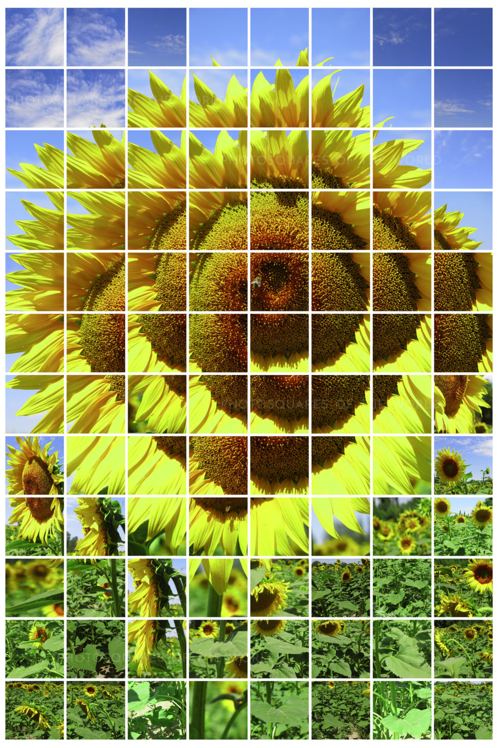Tournesols – Image 2