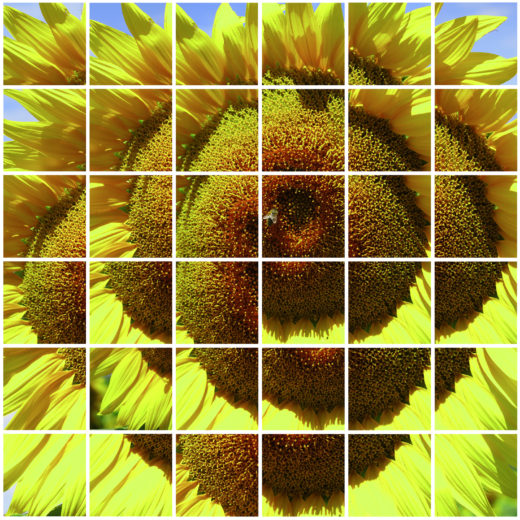 Tournesols