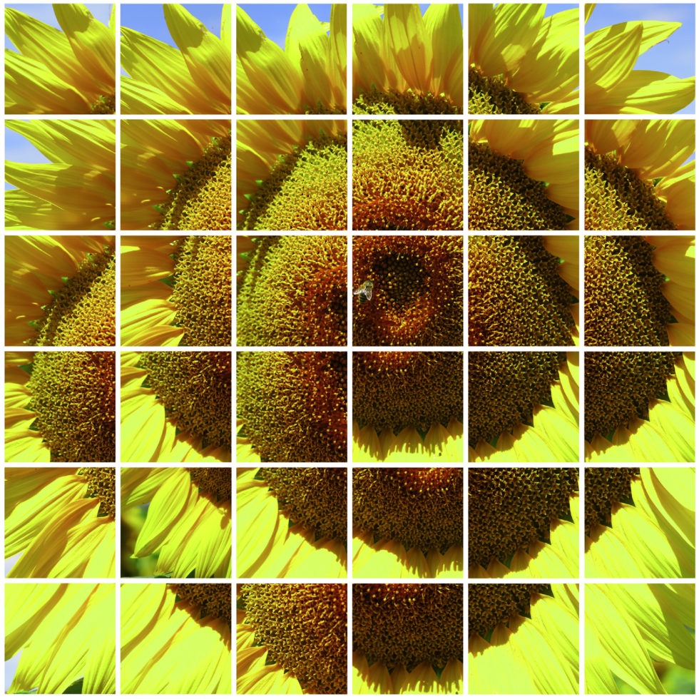 Tournesols