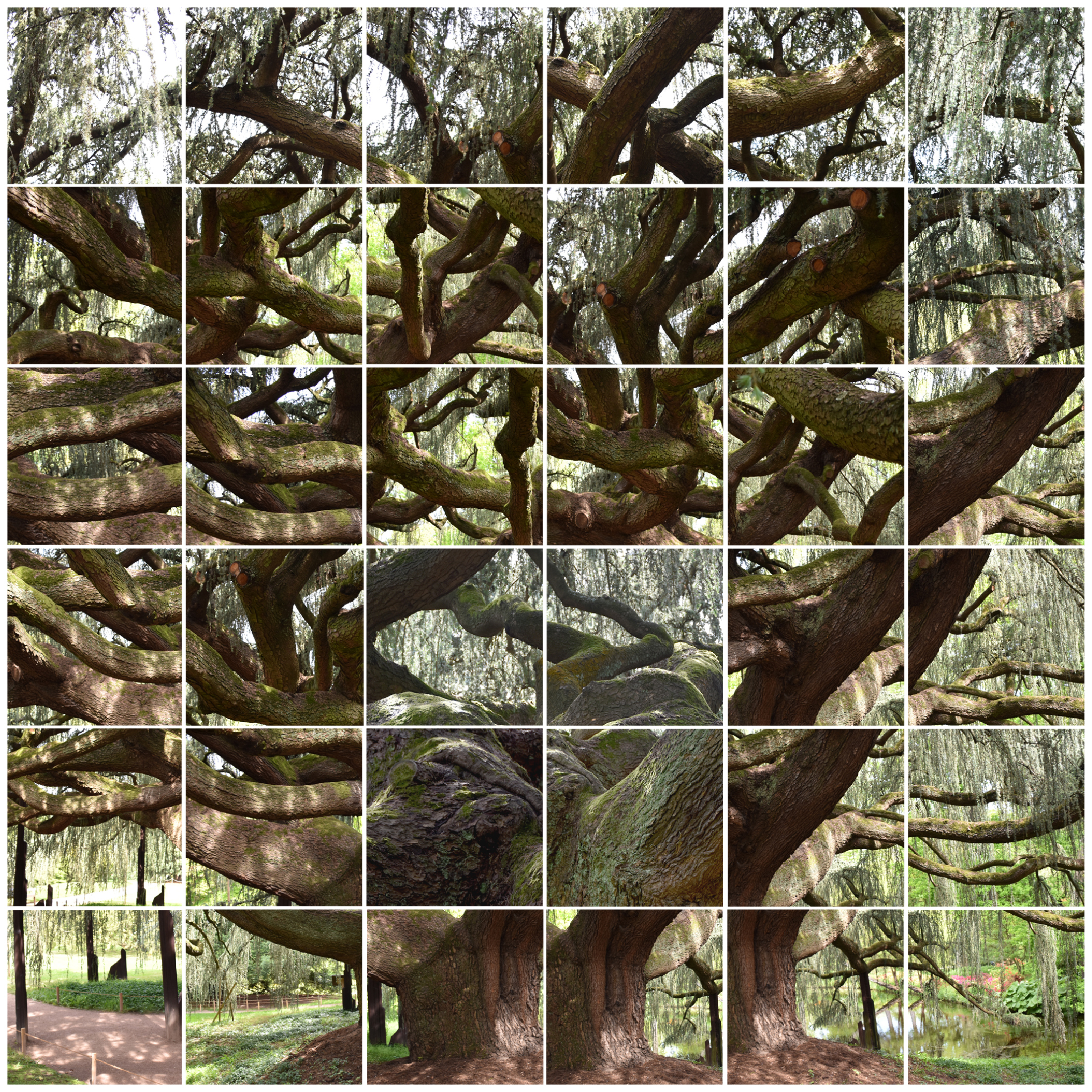 photographie d'art du c&egrave;dre bleu de l'Atlas &agrave; l'arboretum de Ch&acirc;tenay-Malabry, photo collage par l'artiste Johanna PERNOT