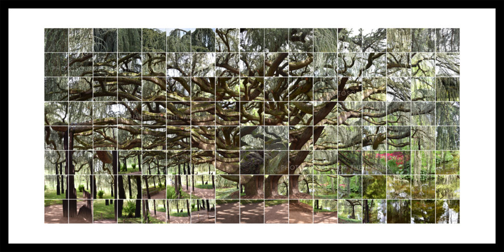 L'Arbre-monde – Image 3