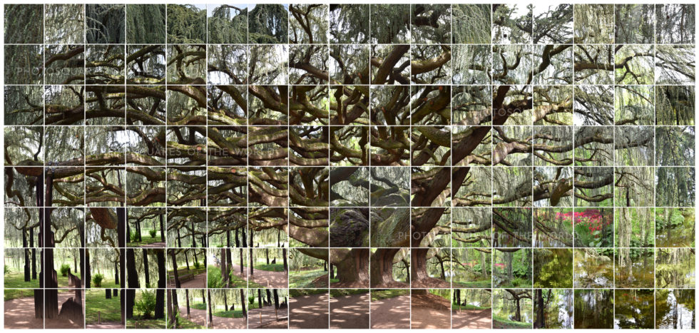 L'Arbre-monde – Image 2