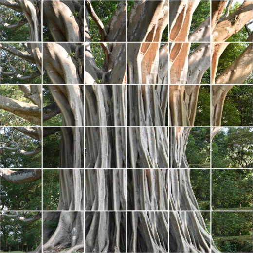 L’Arbre fantôme