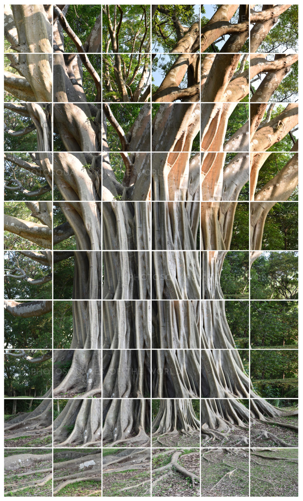 L’Arbre fantôme – Image 2