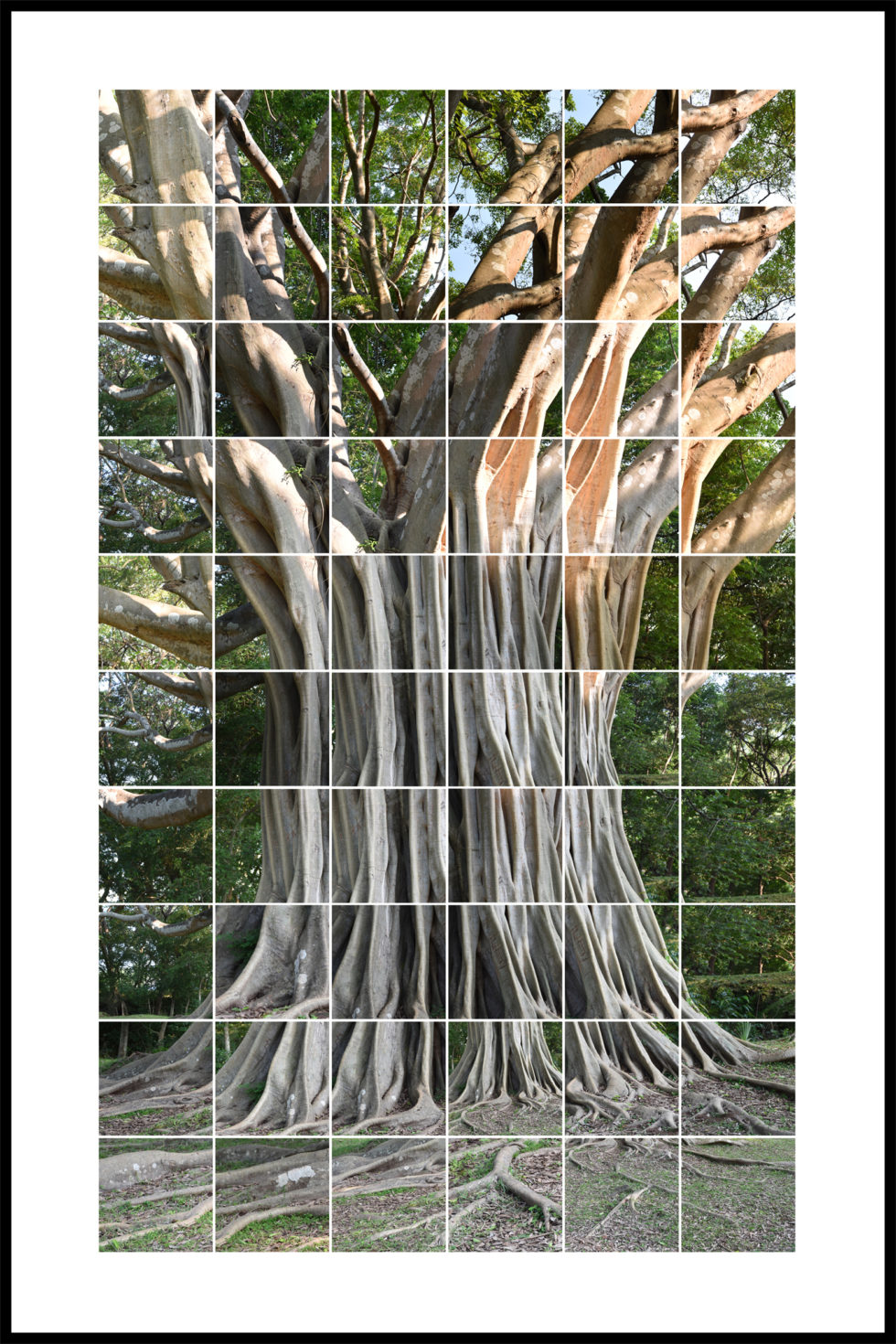 L’Arbre fantôme – Image 3