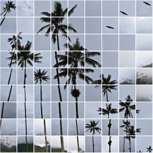 Mosaïque photos des palmiers de cire de la vallée de Cocora, en Colombie
