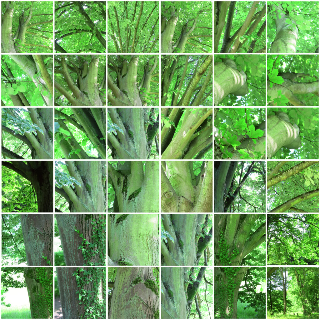 Mosaïque de photos carré représentant un arbre au feuillage vert, symbole de paysage photographique et de Nature
