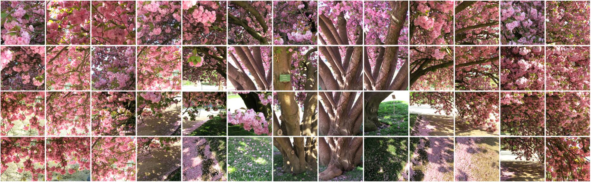 cerisier du Japon au Jardin des Plantes